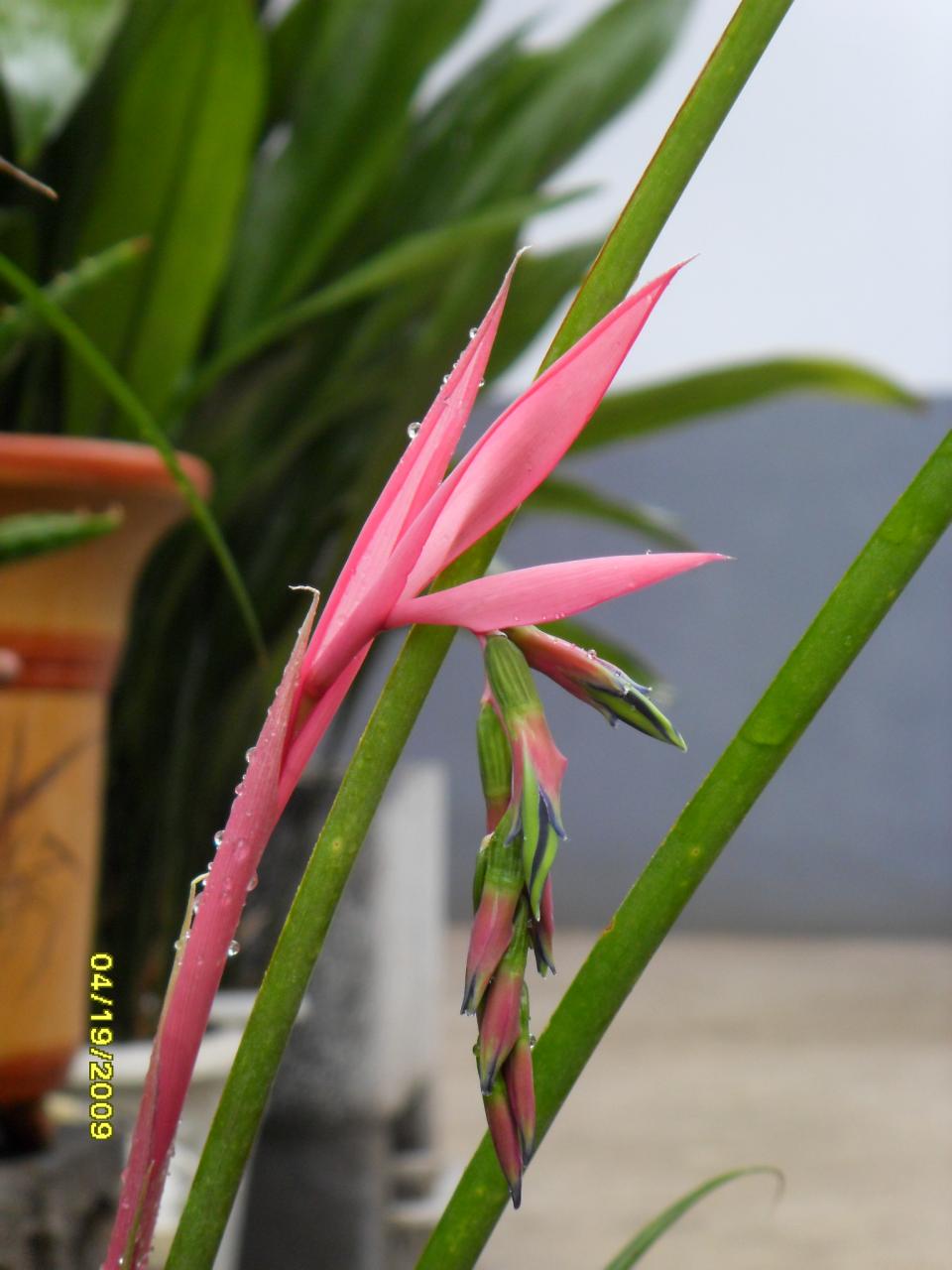 billbergia pyramidalis
