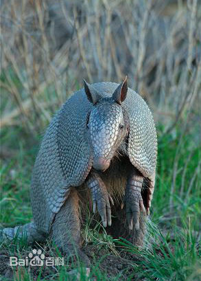 common long-nosed armadillo