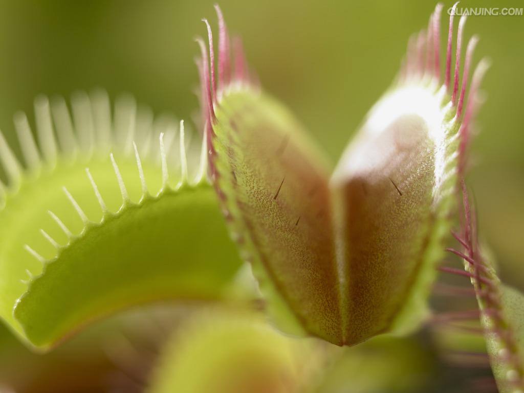  p>维纳斯捕蝇草非常美丽 a target="_blank" href="/item/食虫植物