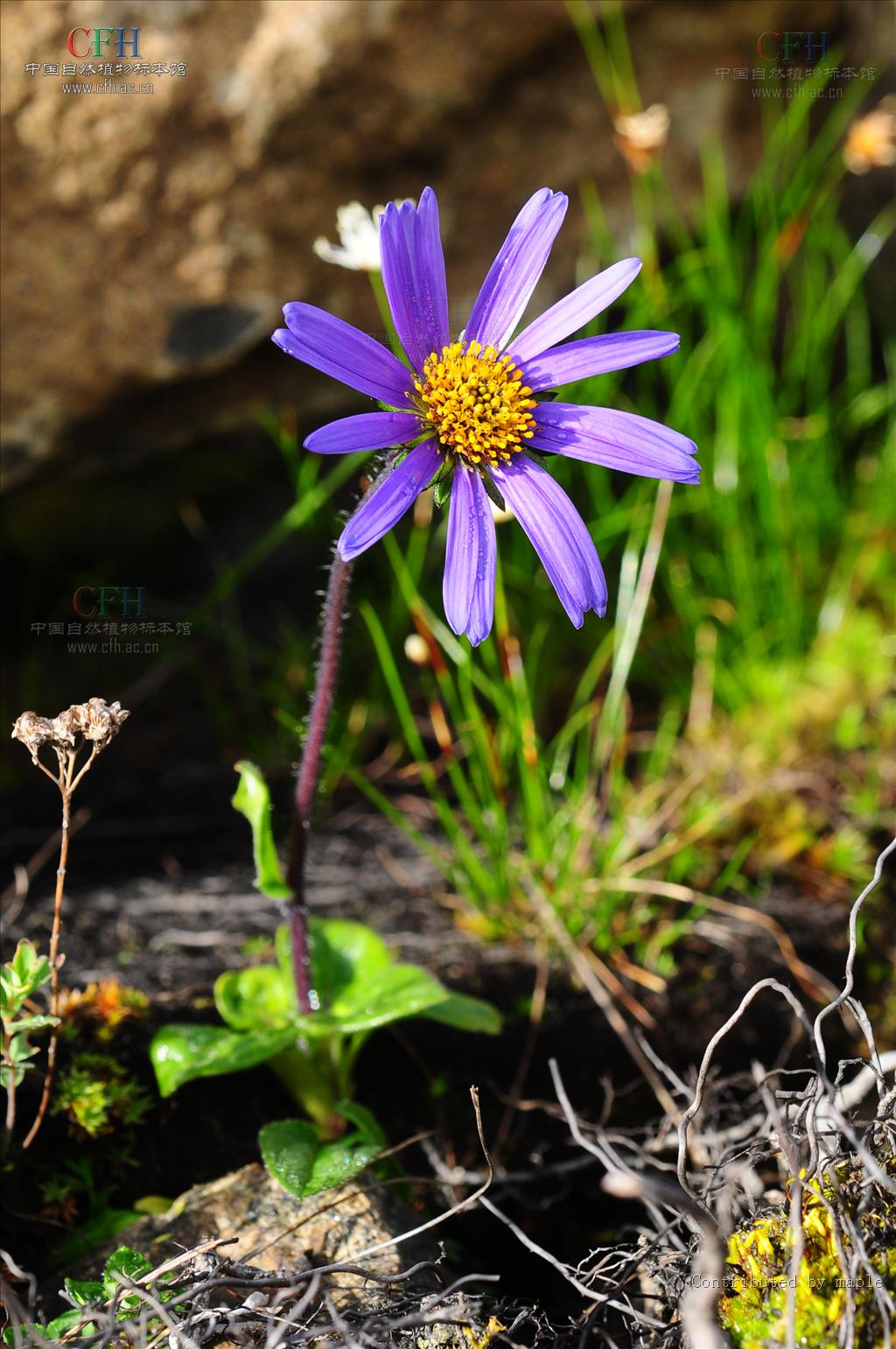  p> a href="#" data-lemmaid="3923731">石生紫菀 /a>(学名:aster