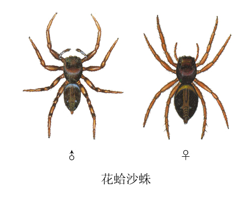 p>花蛤沙蛛,为蜘蛛目(araneae),跳蛛科(salticidae).