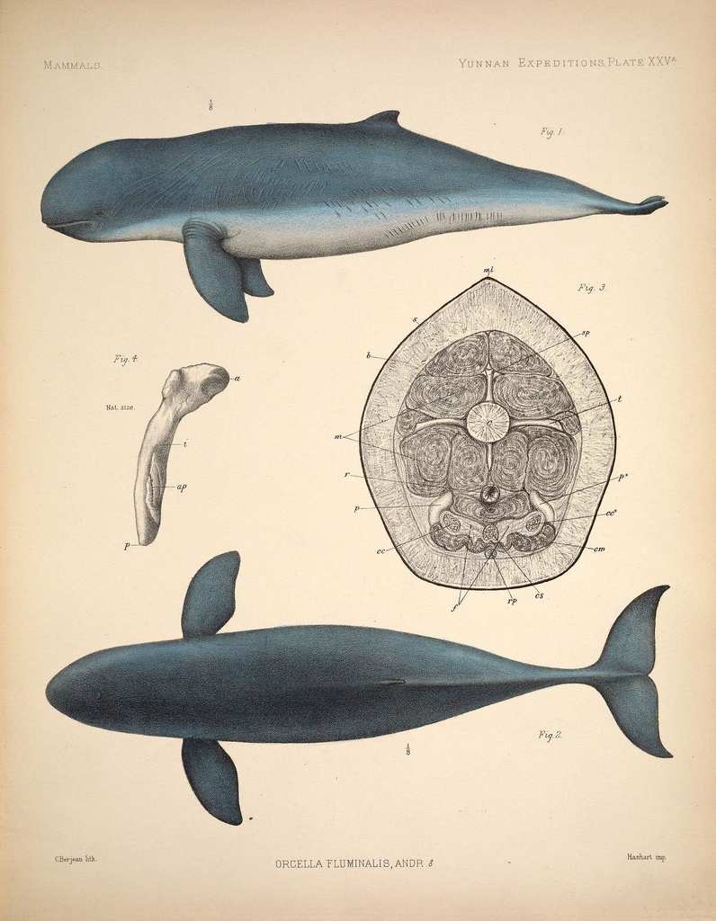 伊洛瓦底江海豚