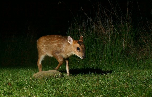  i>muntiacus putaoensis /i>)是鹿科,麂属动物