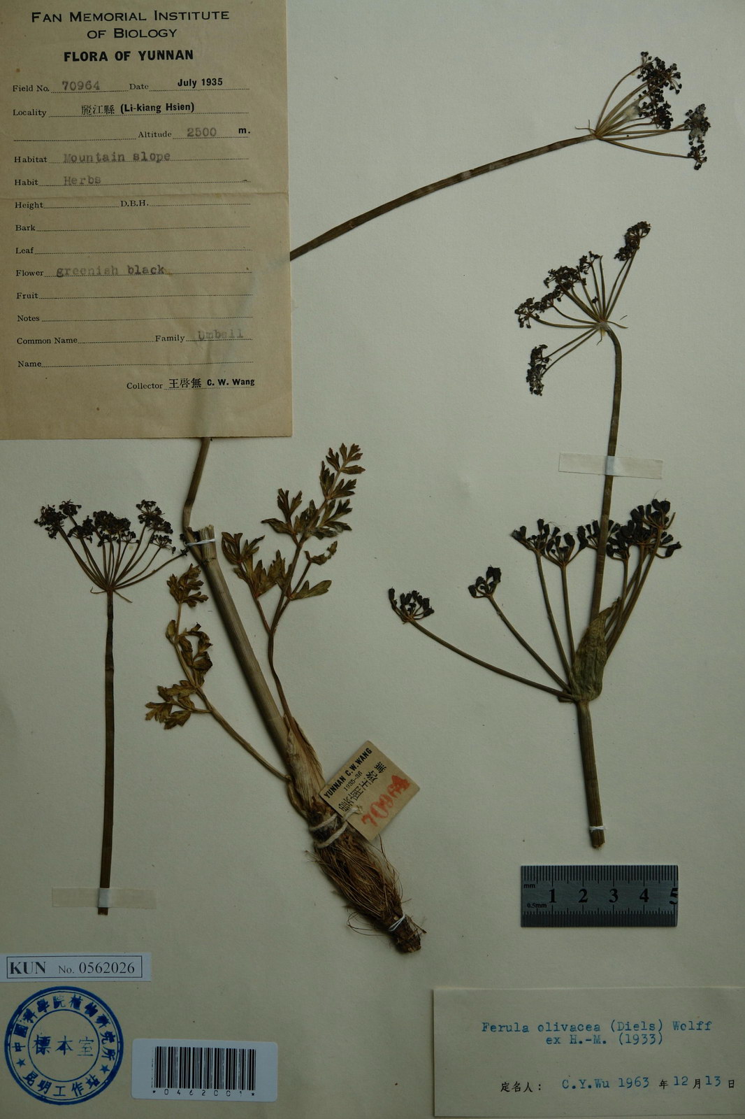 根圆柱形,粗壮,茎细,直立,叶片轮廓为广卵形,二至三回羽状全裂,复伞形