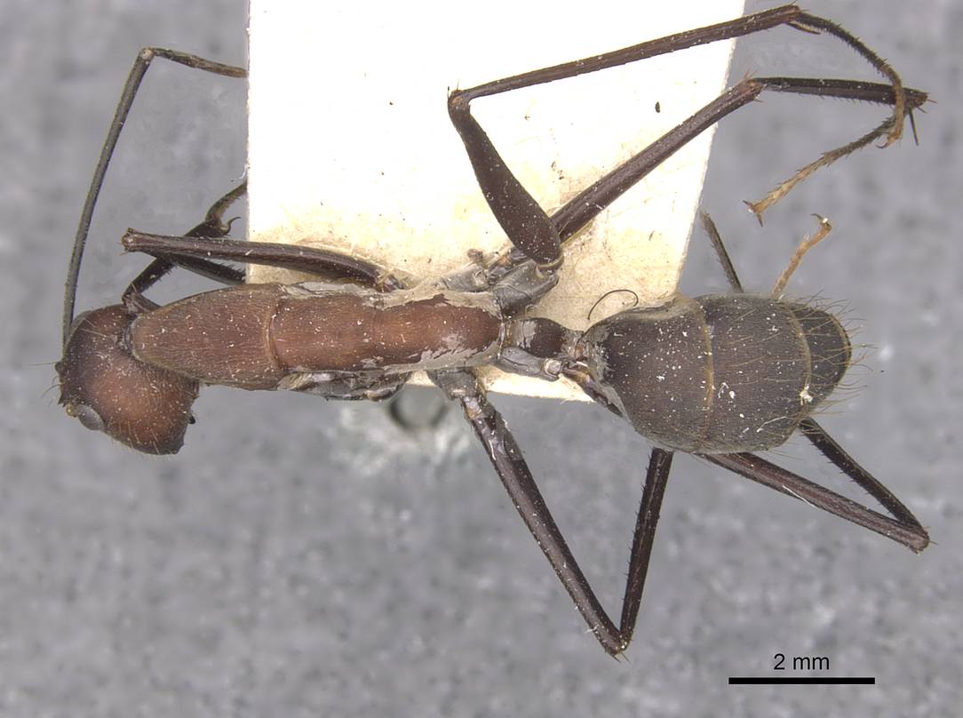 窄颈弓背蚁血色亚种