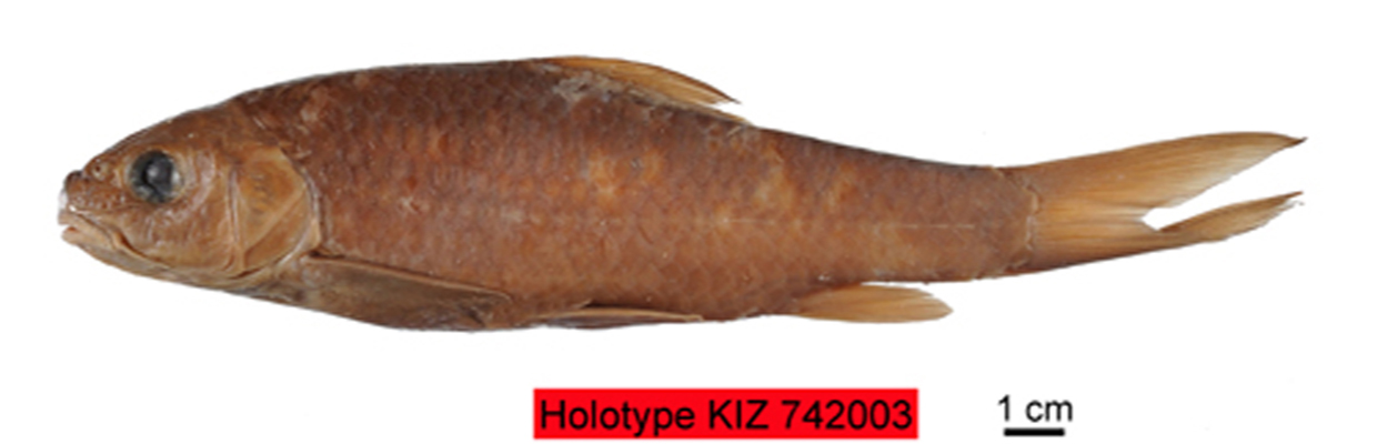  p>半刺结鱼( i>tor (tor) hemispinus /i>)是鲤科结鱼属&nbsp;的