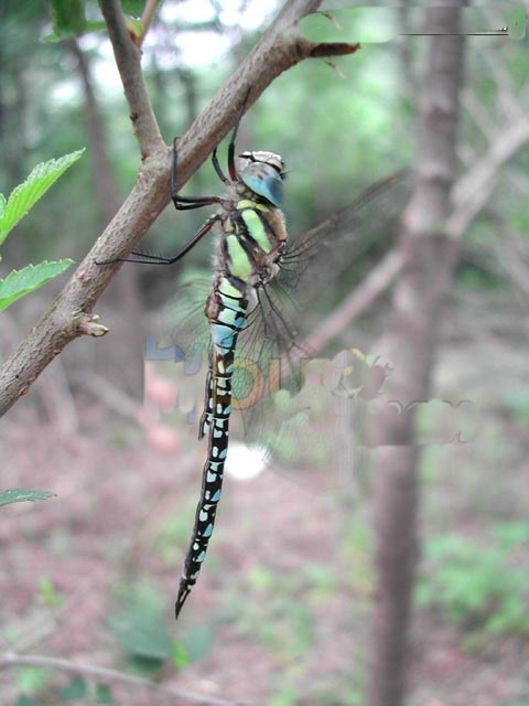  p>昆虫名,属蜻蜓目, 蜓科.分布在河北,山西,湖北,福建等.