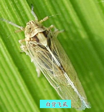 水稻白背飞虱