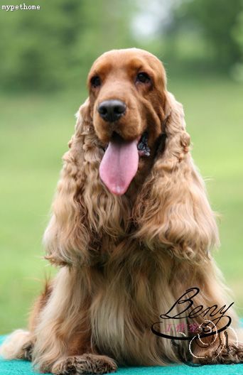 english cocker spaniel)又称 a href="#">确架獚 /a>, a href="#"