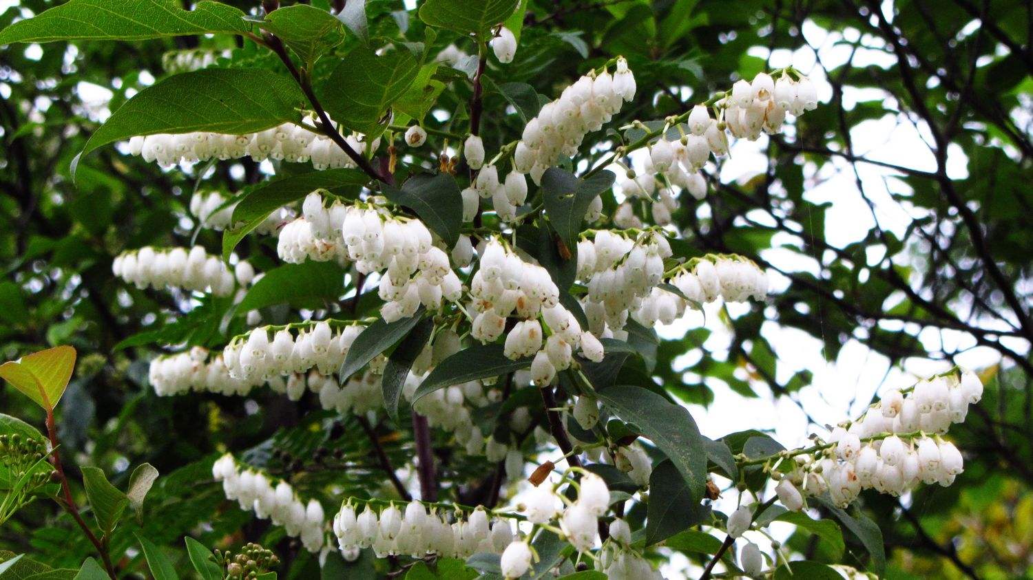  p>长萼马醉木( a target="_blank" href="/item/学名/8074290" data