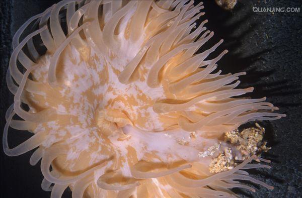  p>刺胞动物门(cnidaria)又称刺细胞动物门,过去称为 a href="#" data