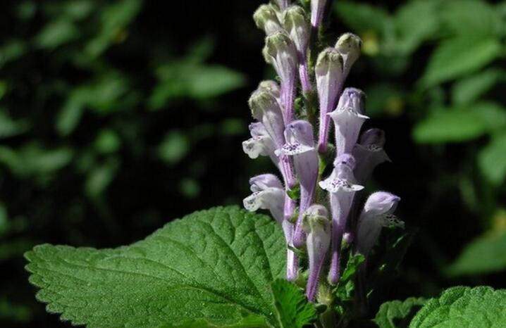 scutellaria indica var. elliptica
