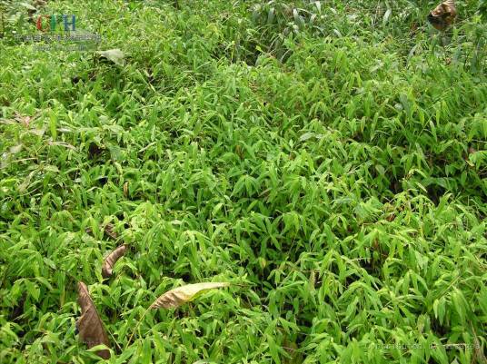 Isachne globosa_百度百科