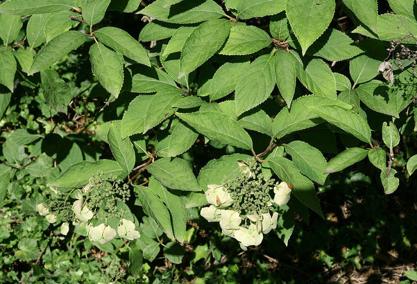 hydrangea bretschneideri