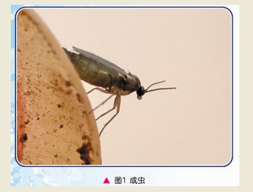  p>韭菜迟眼蕈蚊, i>bradysia odoriphaga /i> yang et zhang,属双翅