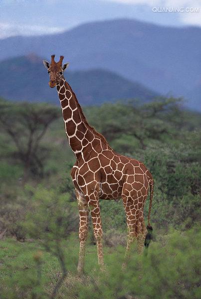  p>网纹长颈鹿(学名: i>giraffa camelopardalis reticulata) /i>又称