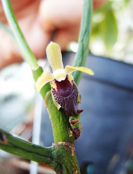  p>大花钗子股(学名: i>luisia magniflora /i>  z. h. tsi et s. c.