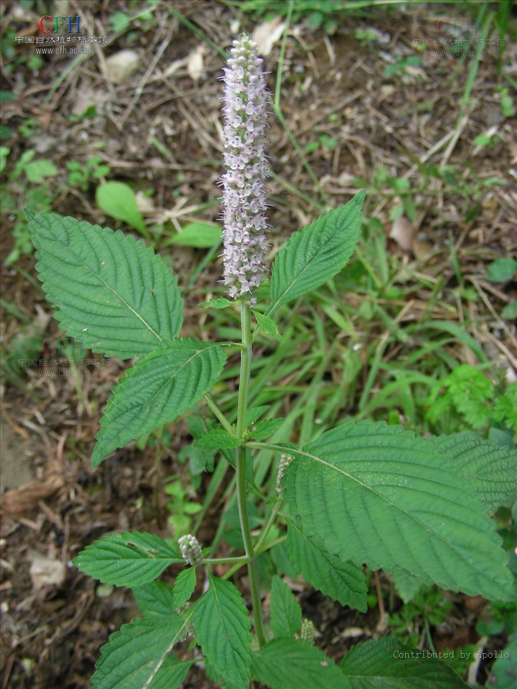 elsholtzia stachyodes (link) c. y. wu