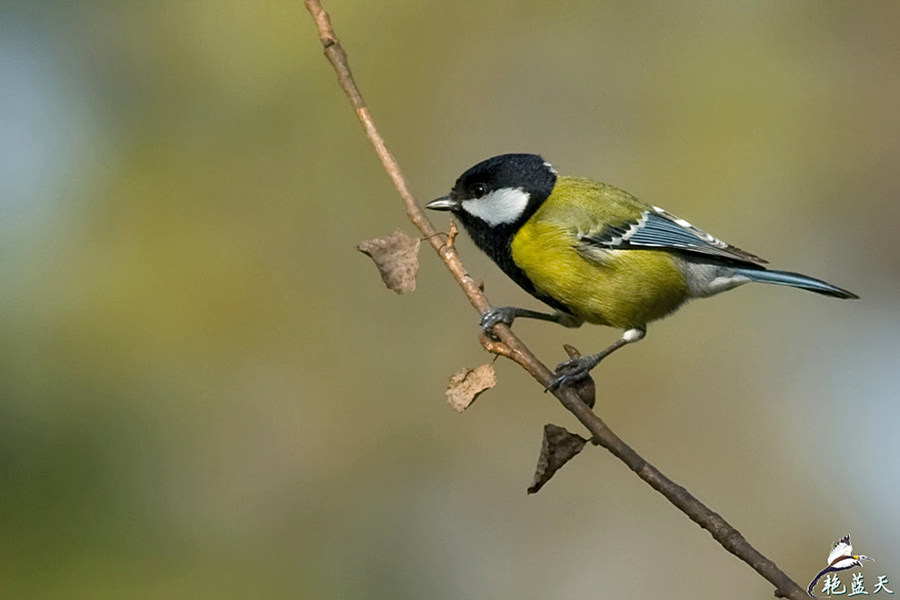 tit,也叫青背山雀,是一种栖息于中低海拔山区的雀鸟