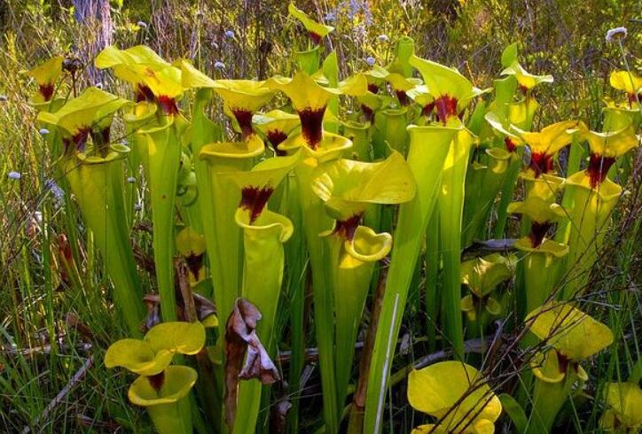  p>帝王黄瓶子草(学名:sarracenia flava var.