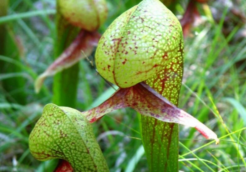  p>眼镜蛇草(学名: i>darlingtonia /i>  i>californica /i> torr.