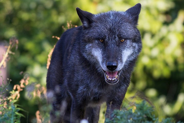 eastern canadian red wolf