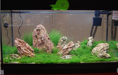 造景鱼缸