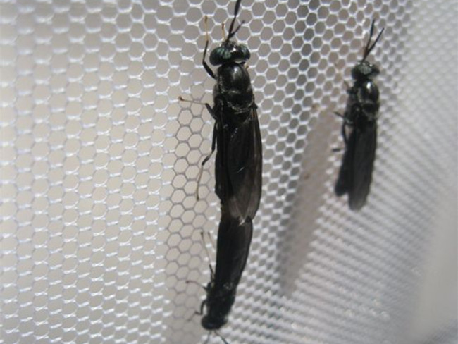 ="/item/水虻科/9470794" data-lemmaid="9470794">水虻科 /a>昆虫