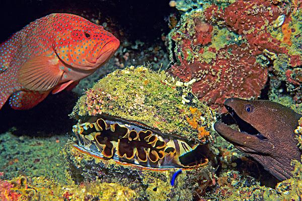 宝石石斑鱼