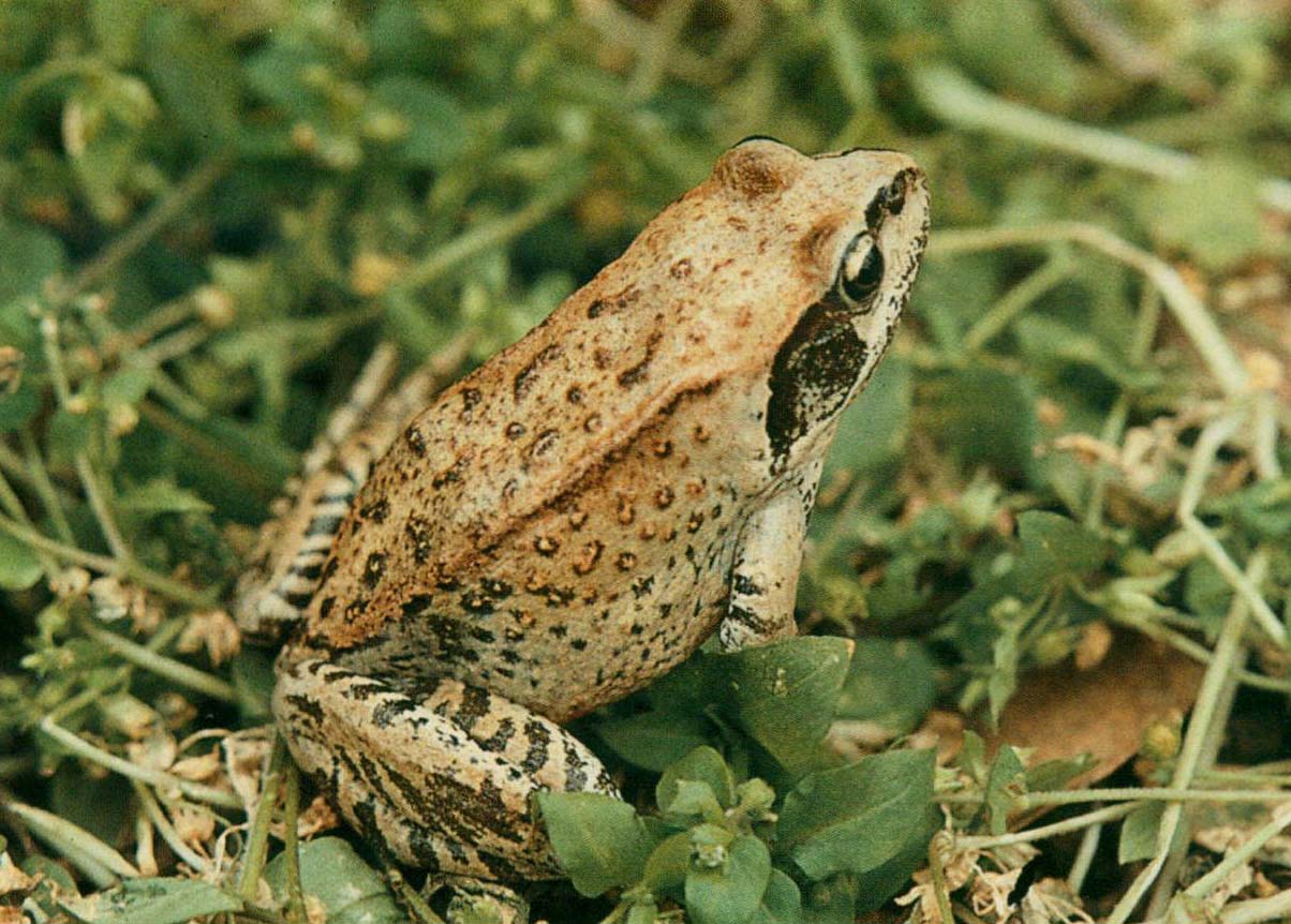 高原林蛙