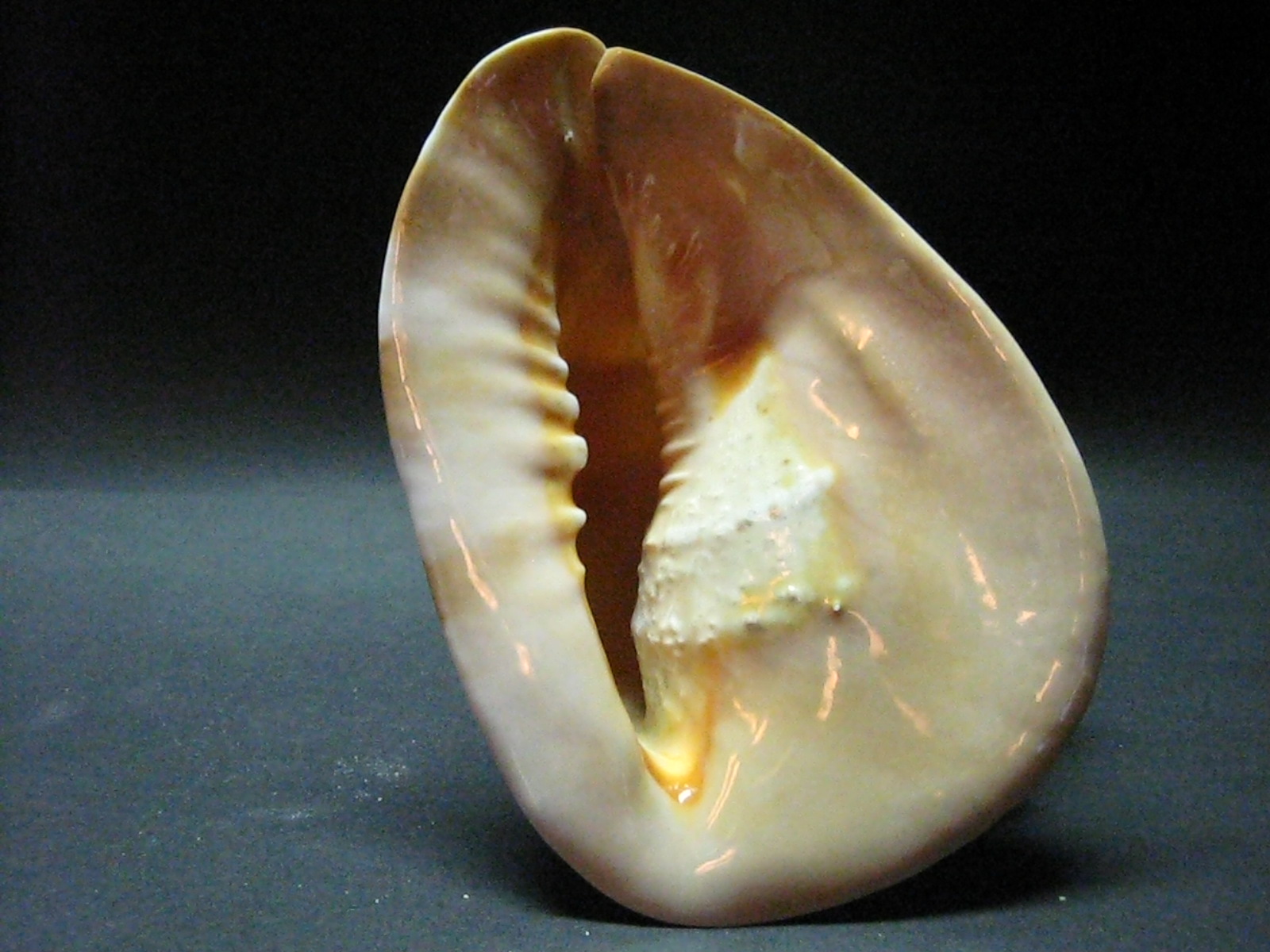  p> a target="_blank" href="/item/万宝螺/4857348" data-lemmaid="