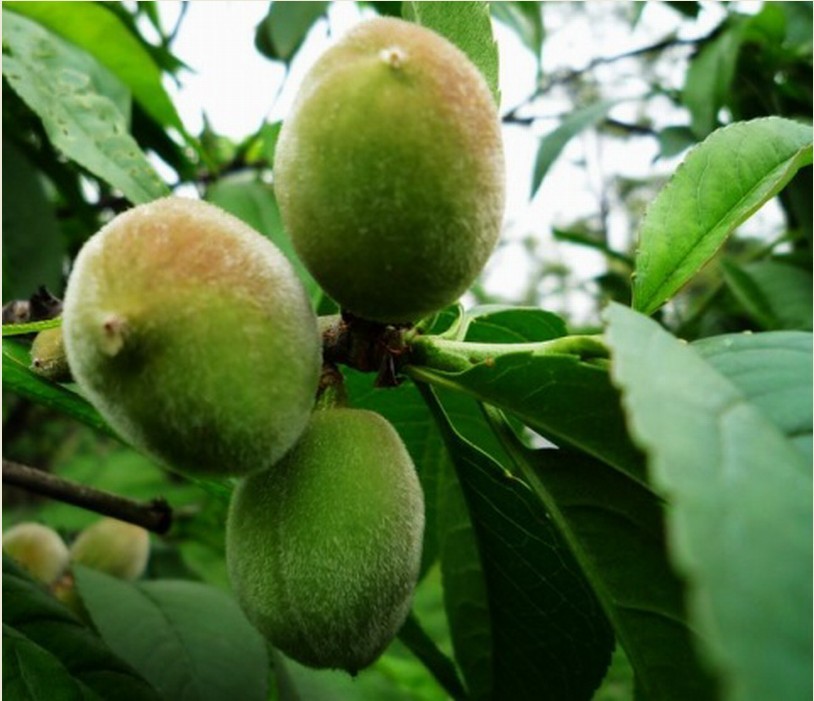  p>毛桃 a target="_blank" href="/item/落叶乔木/5201871" data