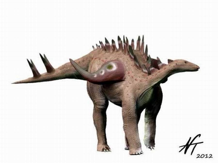 属蜥形纲,鸟臀目,剑龙科,巨刺龙属下恐龙,其的含义就是巨大脊刺的恐龙