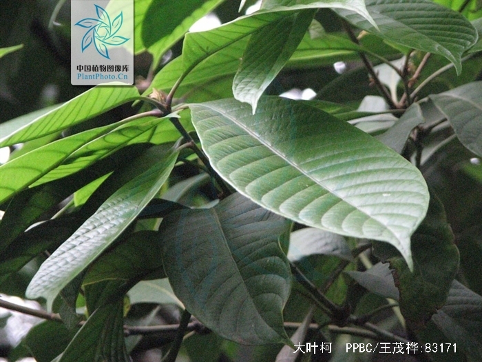  p> a target="_blank" href="/item/大叶柯/4560170" data-lemmaid="