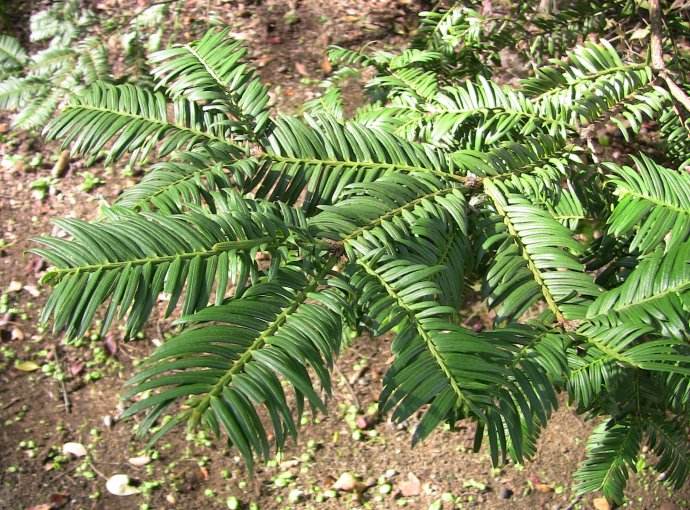  p>粗榧(学名: i>cephalotaxus sinensis /i> (rehd. et wils.