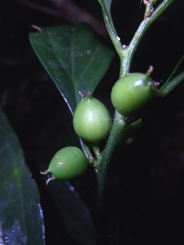  p>野扇花(学名:)是 a>黄杨科, /a> a>野扇花属 /a> a href="#" data