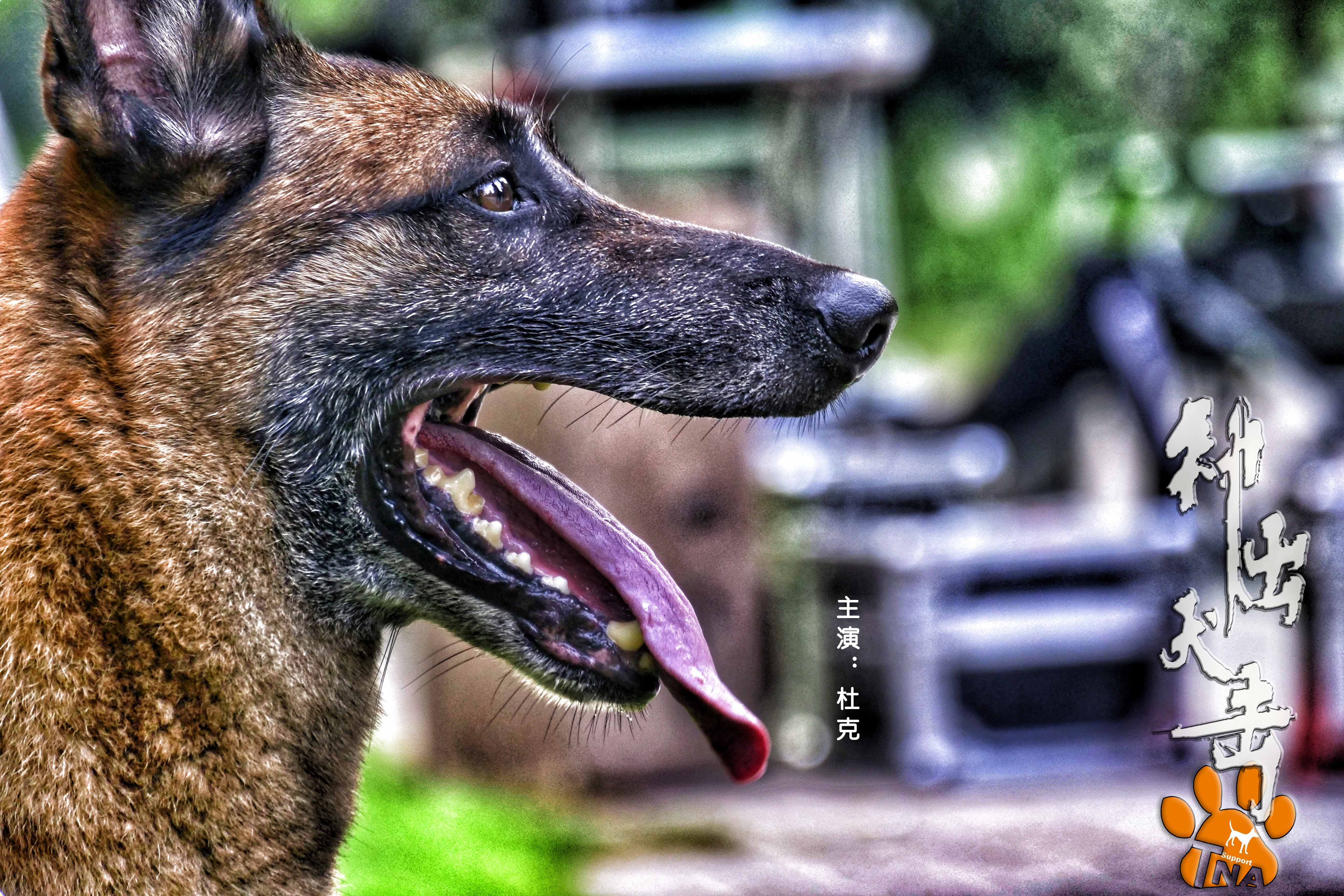  p>电影《神犬出击》故事取景于义乌市,洛阳市,由浙江枭狼影视文化