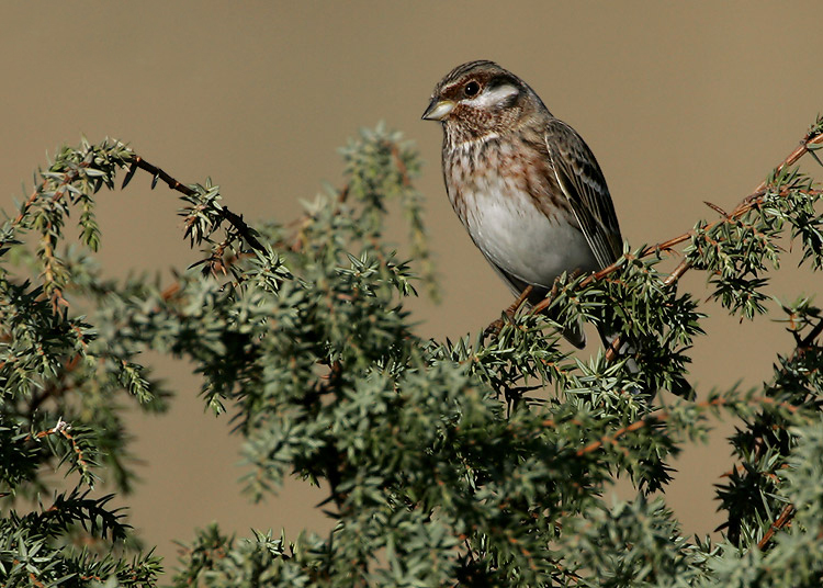  p>白头鹀(学名: i>emberiza leucocephalos /i>):体重20-43克,体长