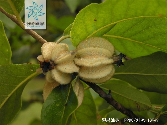  p>翅果油树(拉丁学名:elaeagnus mollis diels.