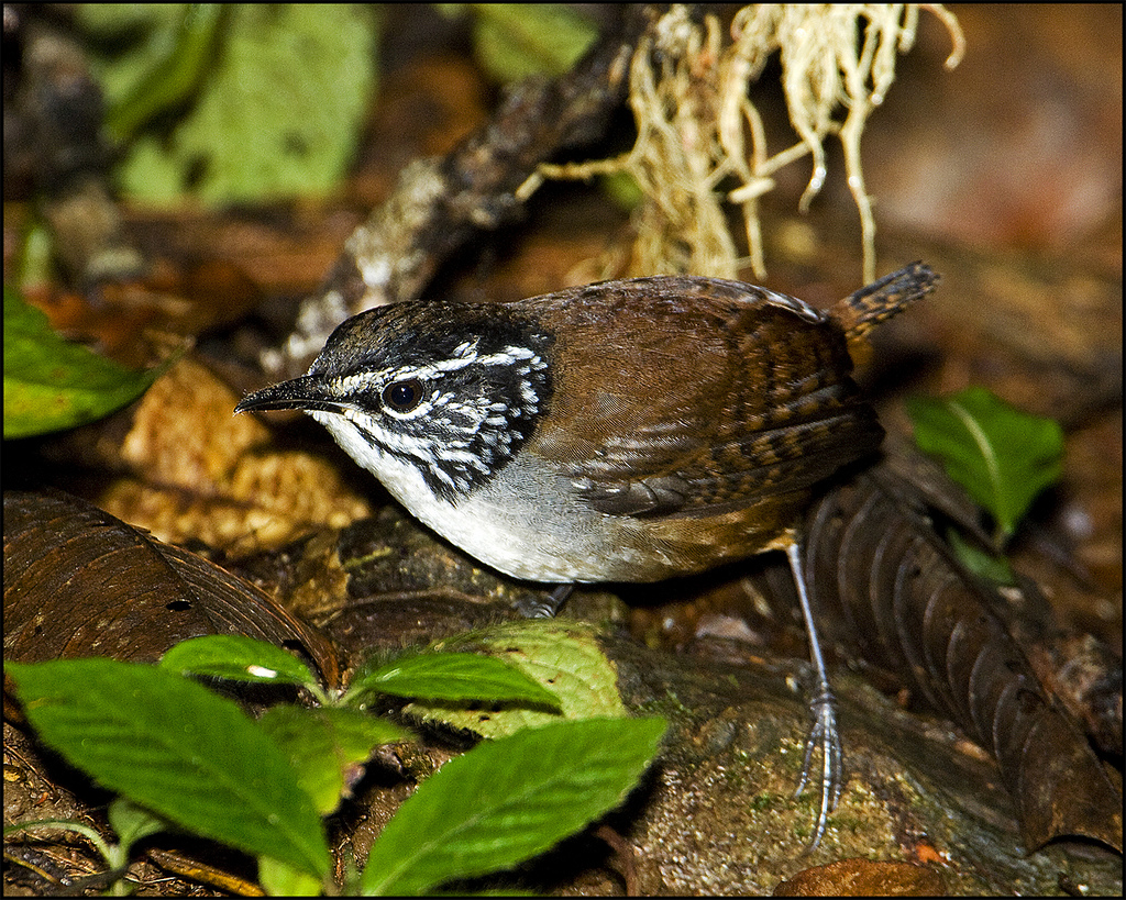 white-breasted wood-wren