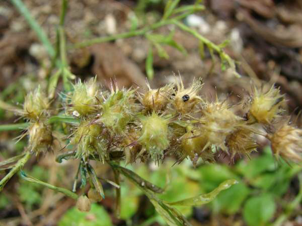cenchrus echinatus l.