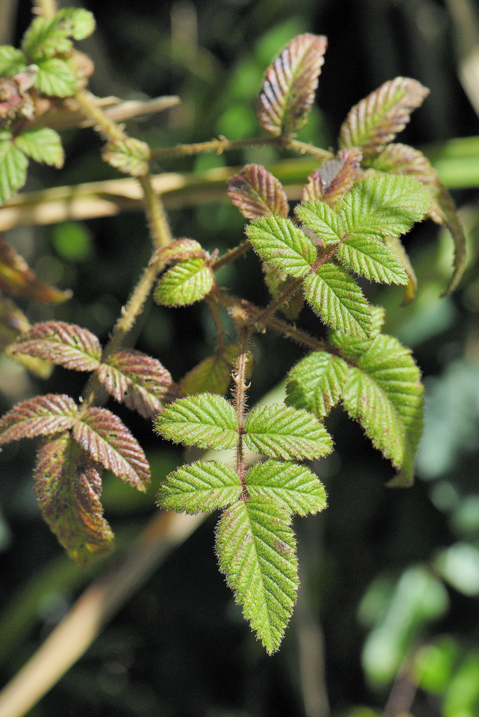  p>薄瓣悬钩子(学名: b>rubus /b>  b>feddei /b> levl. et vant.