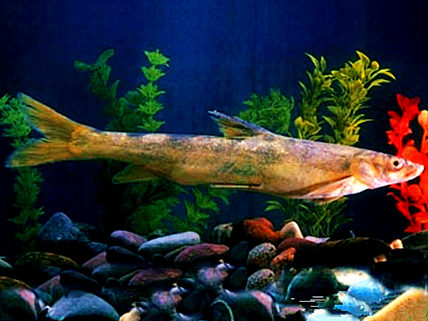 tarim schizothoracin