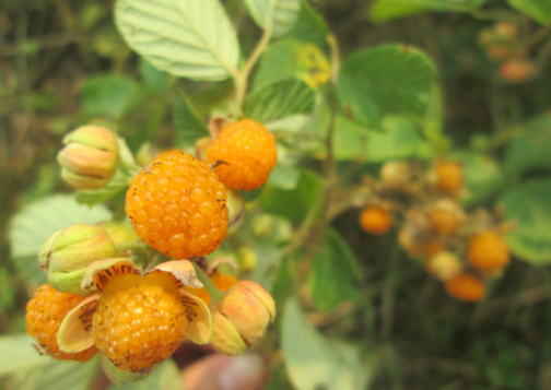 黄泡果（蔷薇科悬钩子属植物栽秧泡的果实）_百度百科