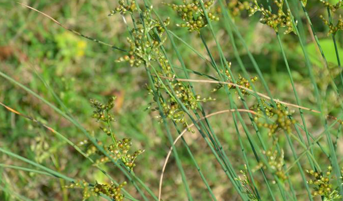 juncus setchuensis buchen.