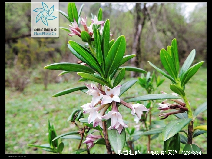  p>烈香杜鹃(学名: i>rhododendron anthopogonoides /i> maxim.