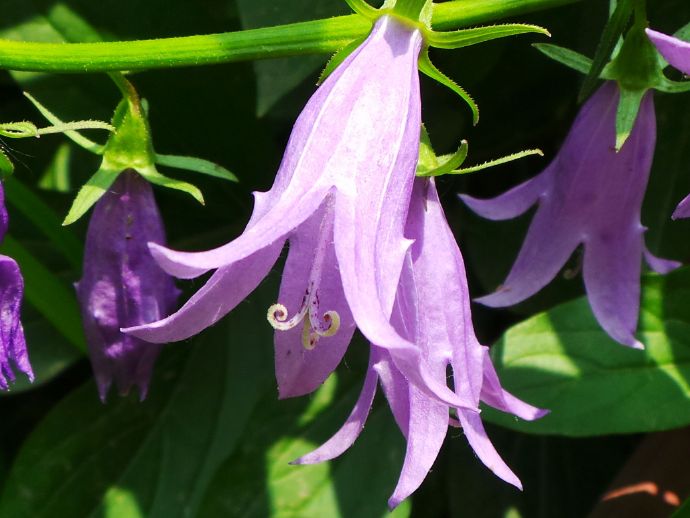  p>石沙参(学名: i>adenophora polyantha /i> nakai)是桔梗科,沙参属