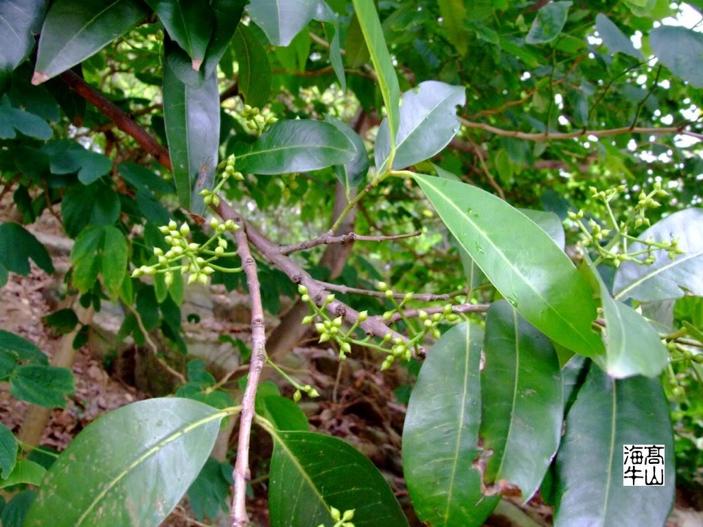  p>水翁属(学名:cleistocalyx blume)乔木植物.叶对生,羽状脉较疏.