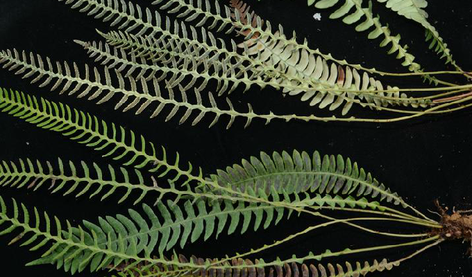  p>荚囊蕨属(学名:struthiopteris scopoli)是乌毛蕨科下属一属.