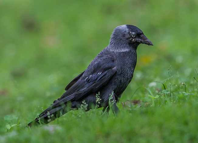  p>寒鸦(学名: i>corvus monedula /i>):体长37厘米.